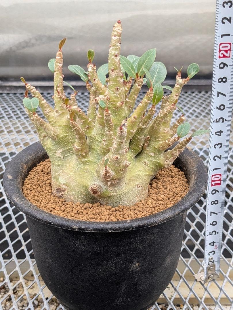 アデニウムアラビカム 'ゴッチ'① 塊根 多肉植物 コーデックス サボテン アデニウムアラビカム 'ゴッチ' 塊根 多肉植物 コーデックス